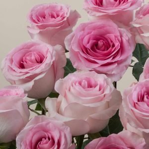 Home mandala rose waterfall viewweb