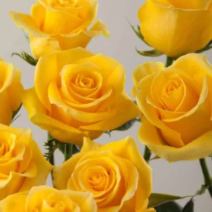 Yellow Color